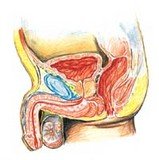 Слика приказује мушки репродуктивни систем или мушке полне органе као циљно место за мушке полне болести